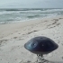 Handpan Portugal link image